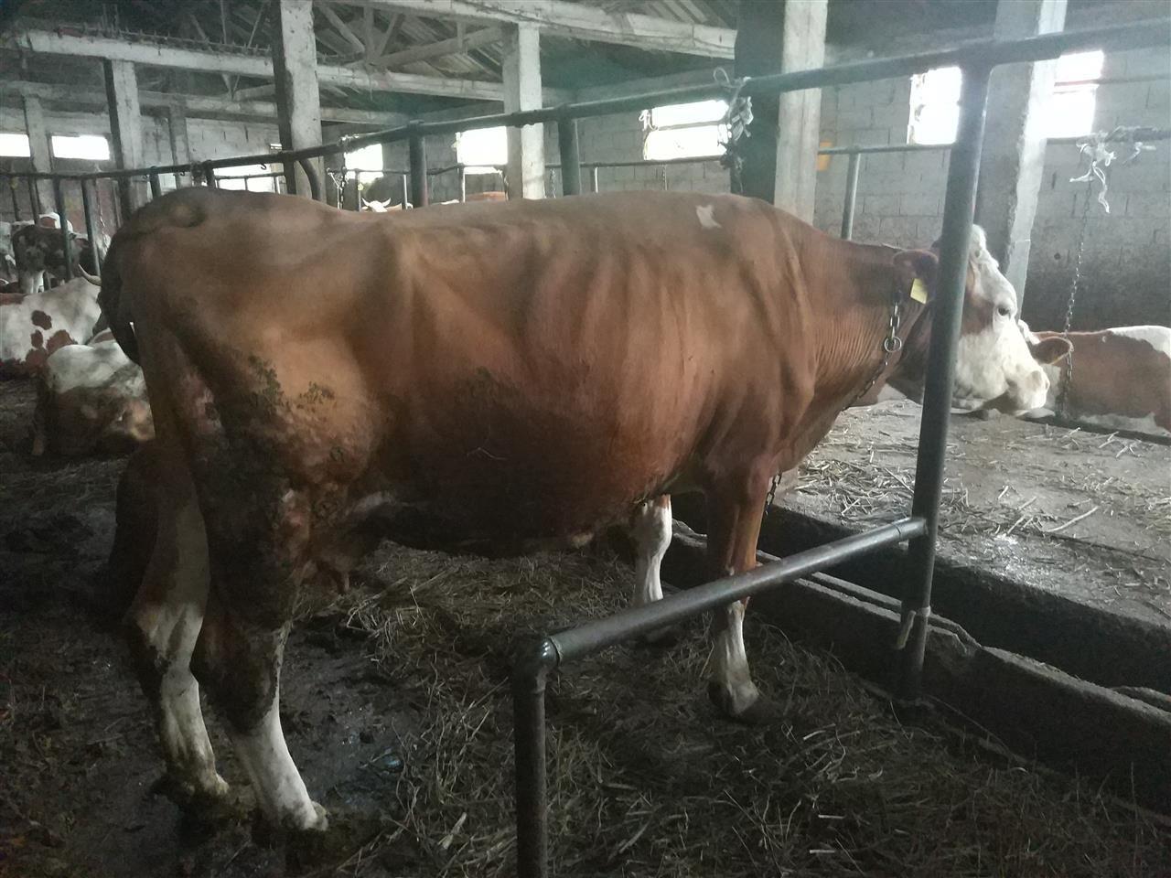 Shes-lopen