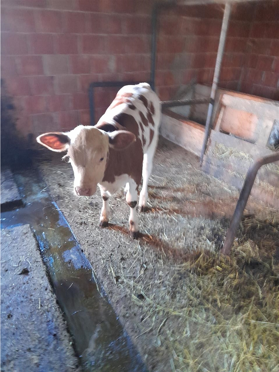 Shitet