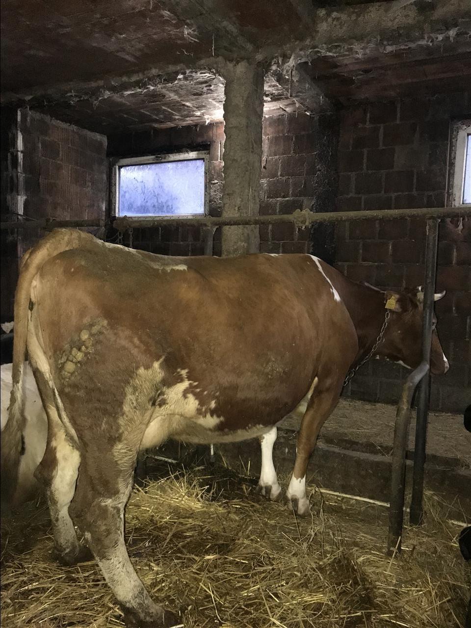 Lopë-qumështore