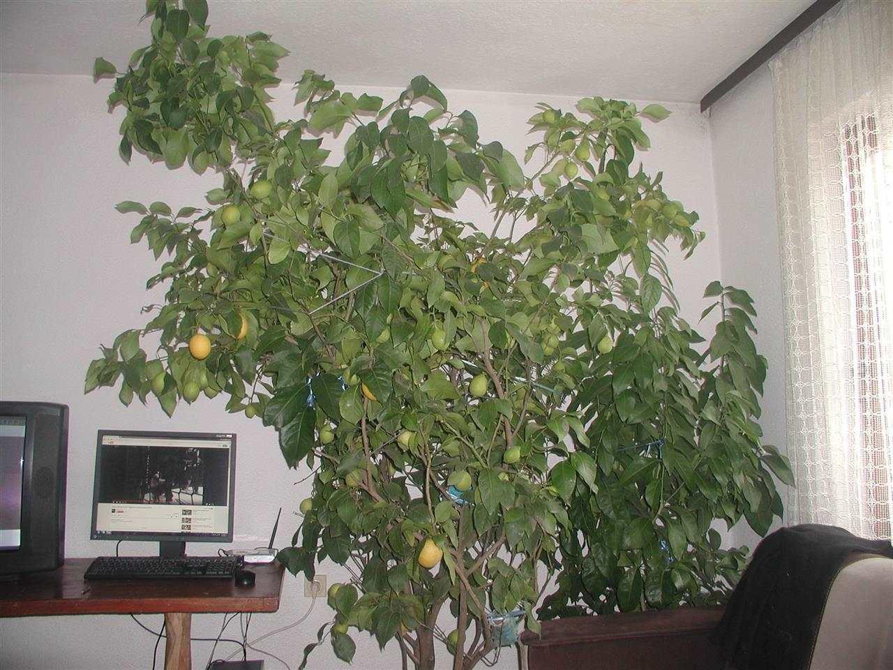 Limon