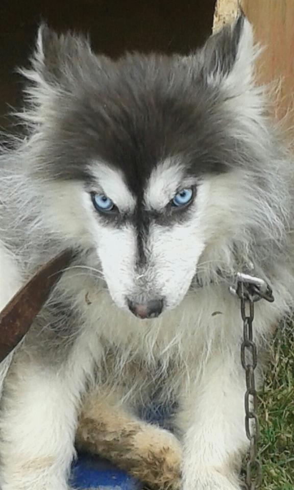 HASKY