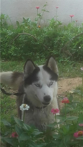 Haski