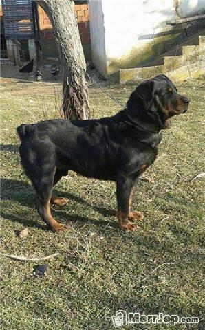 Pitbull rotfailer