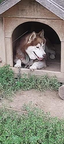 Haski