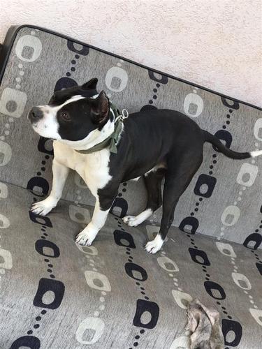 Pitbull