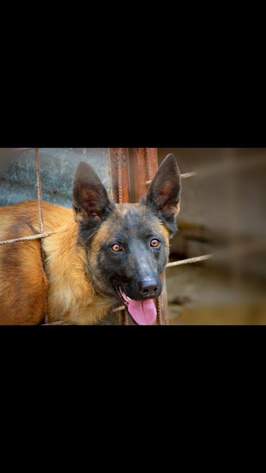 Belg-Malinois