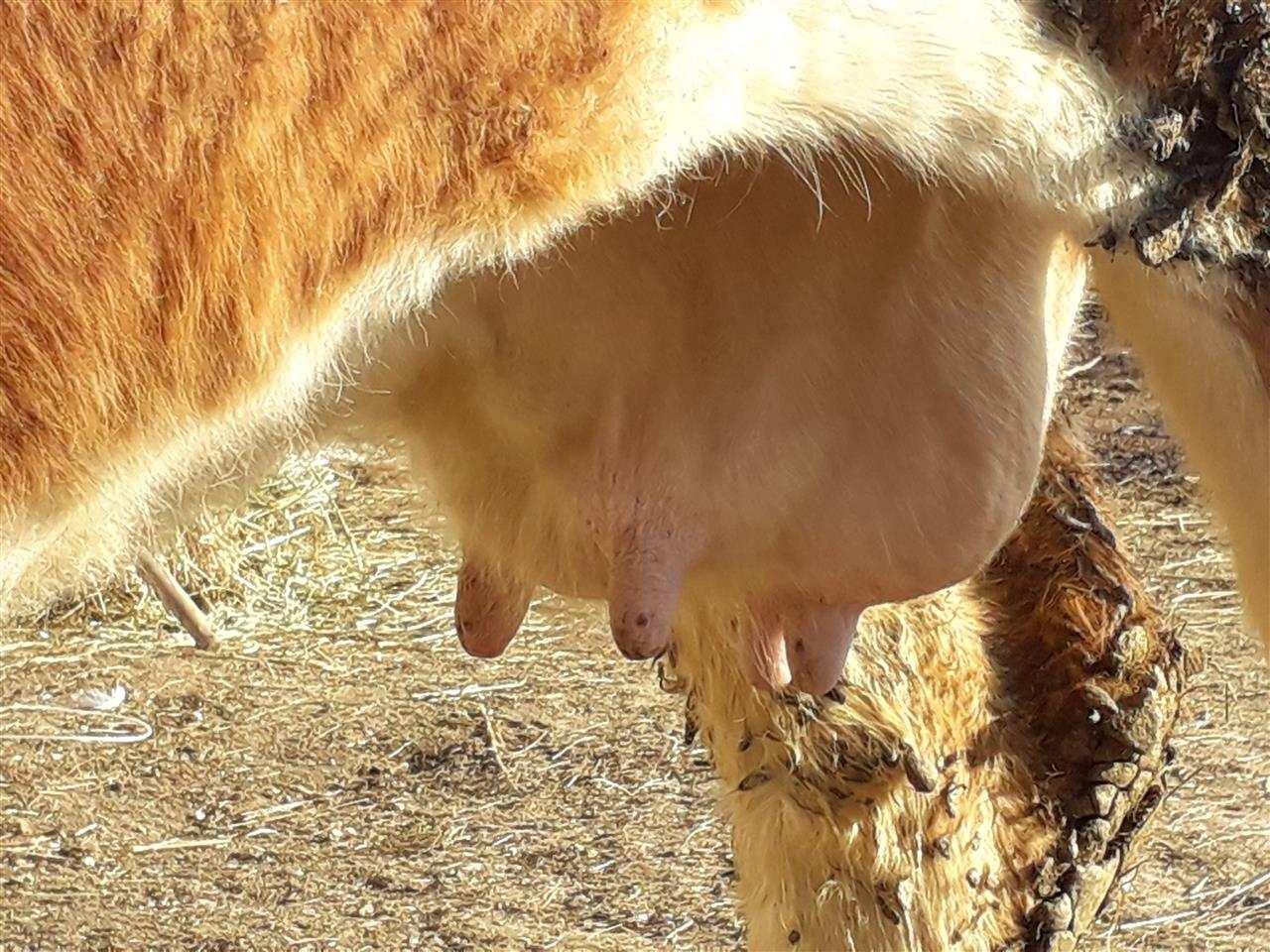 Lop