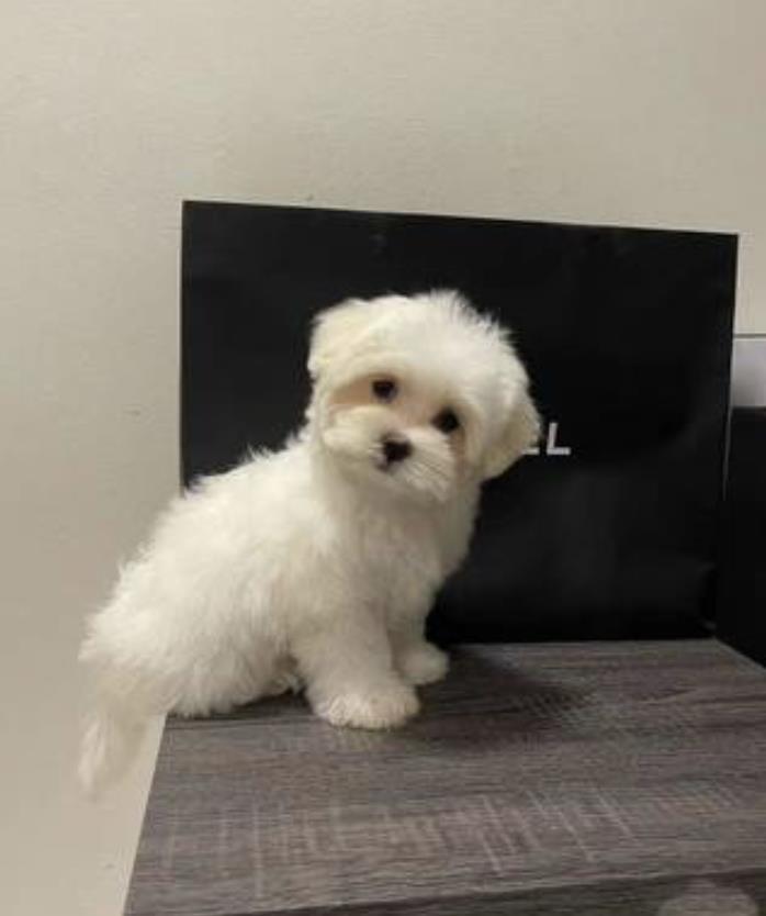 Maltezer