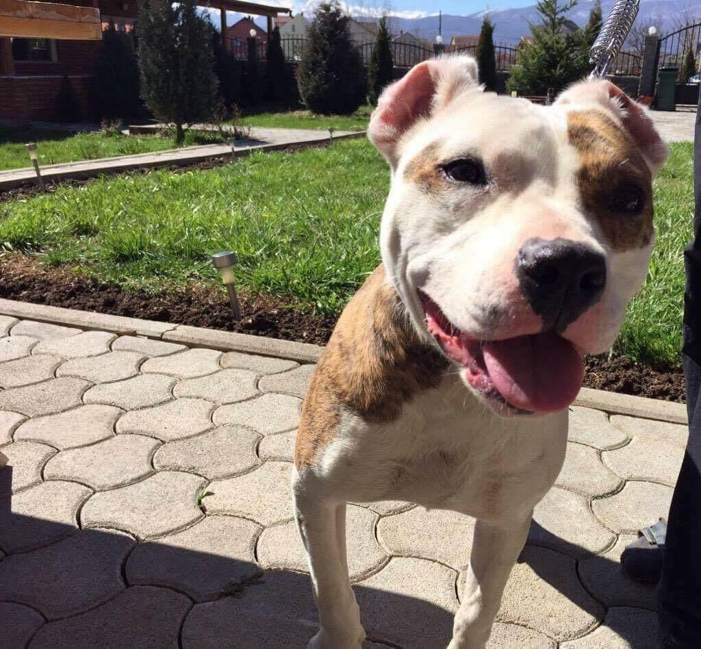 Pitbull