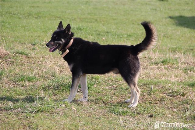 Husky