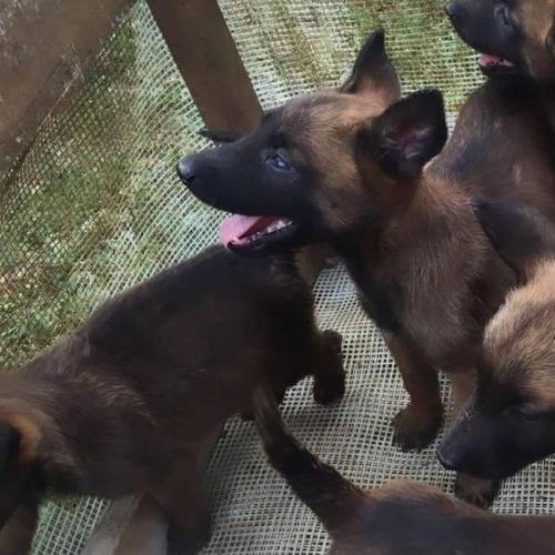 Malinois Belg