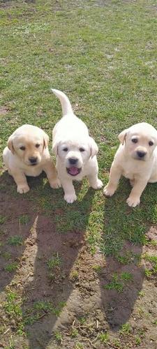 Labrador retriver