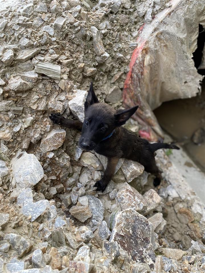 Belg-malinois-
