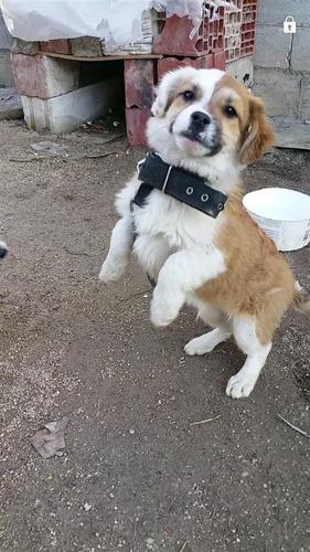 Bub