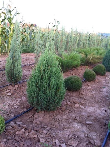 Pisha-dekorative