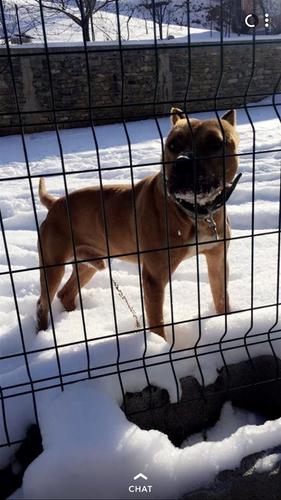 PitBull