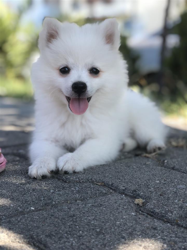 Pomerian-