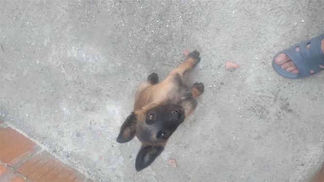 Klysh belgian malinois 