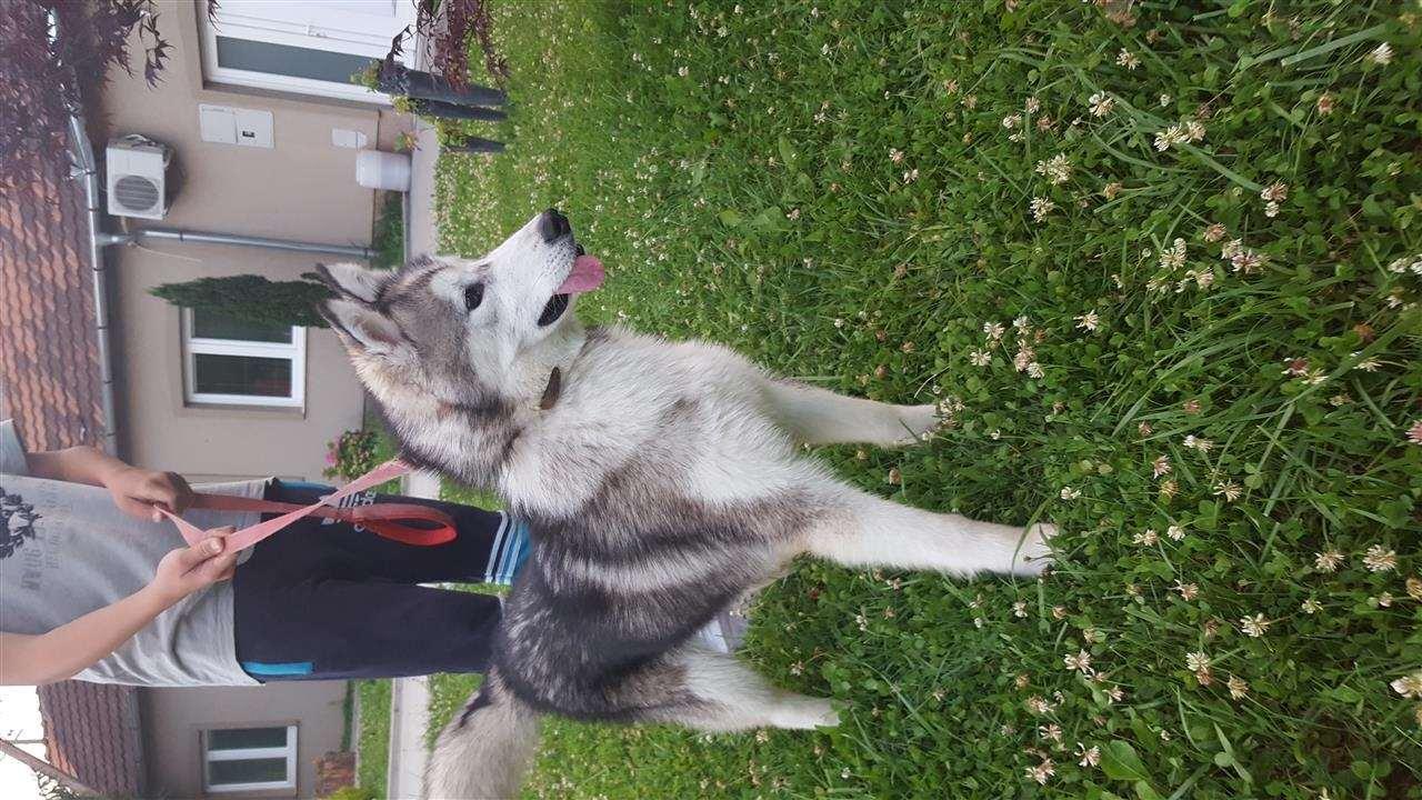Qen-Raca-husky