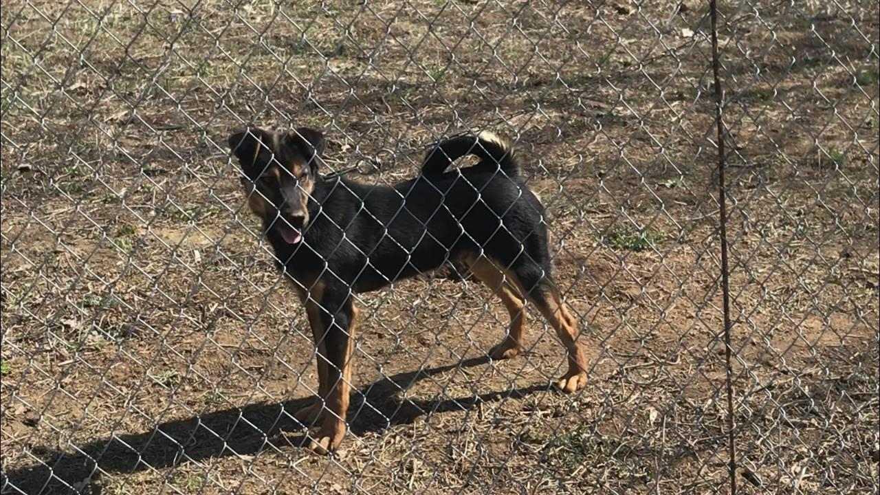 Terrier
