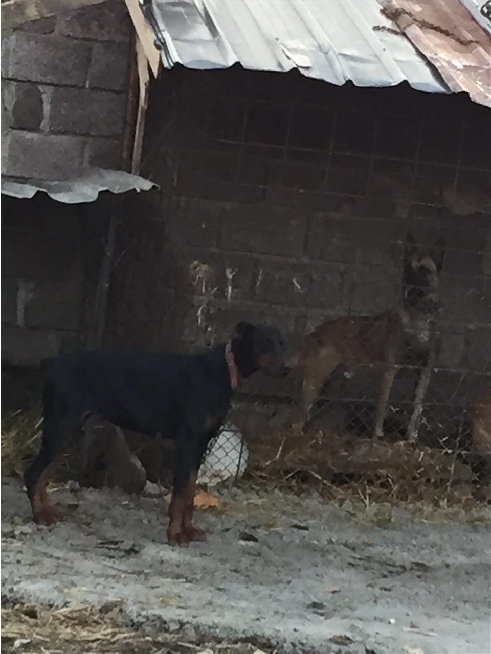doberman