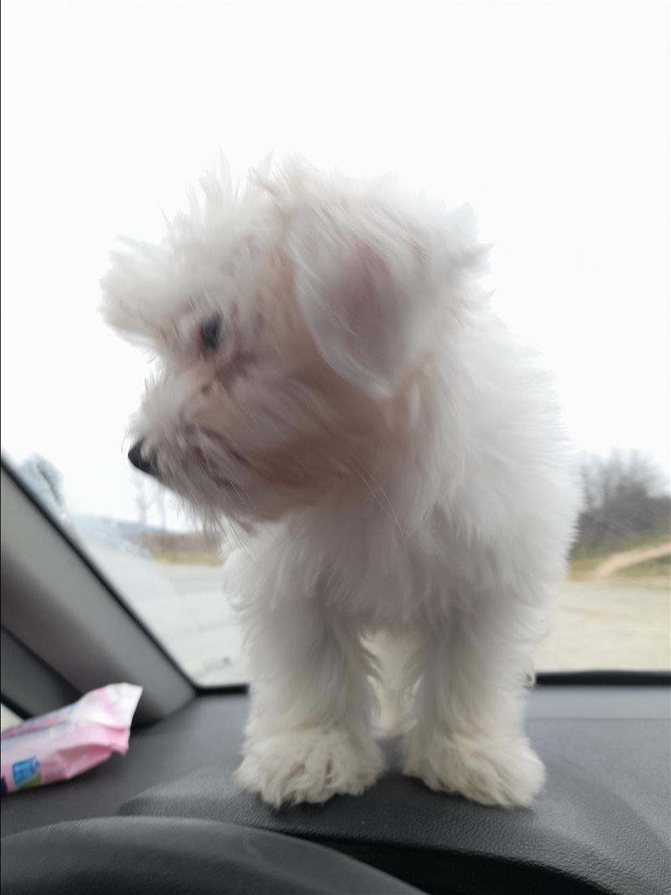 Maltezer