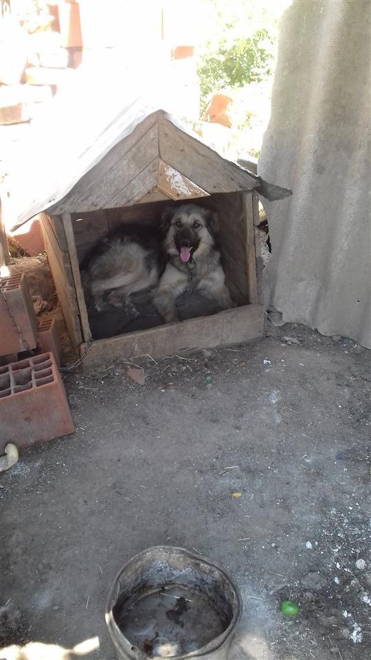 Shes-Qenin