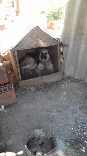 Shes Qenin