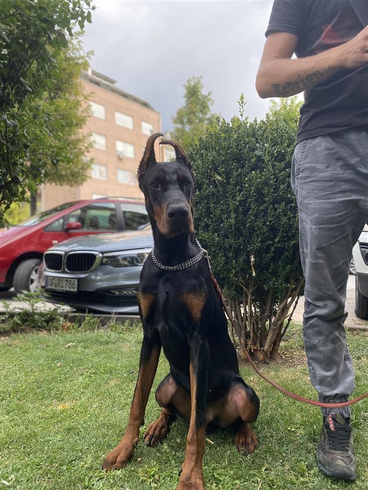 Doberman