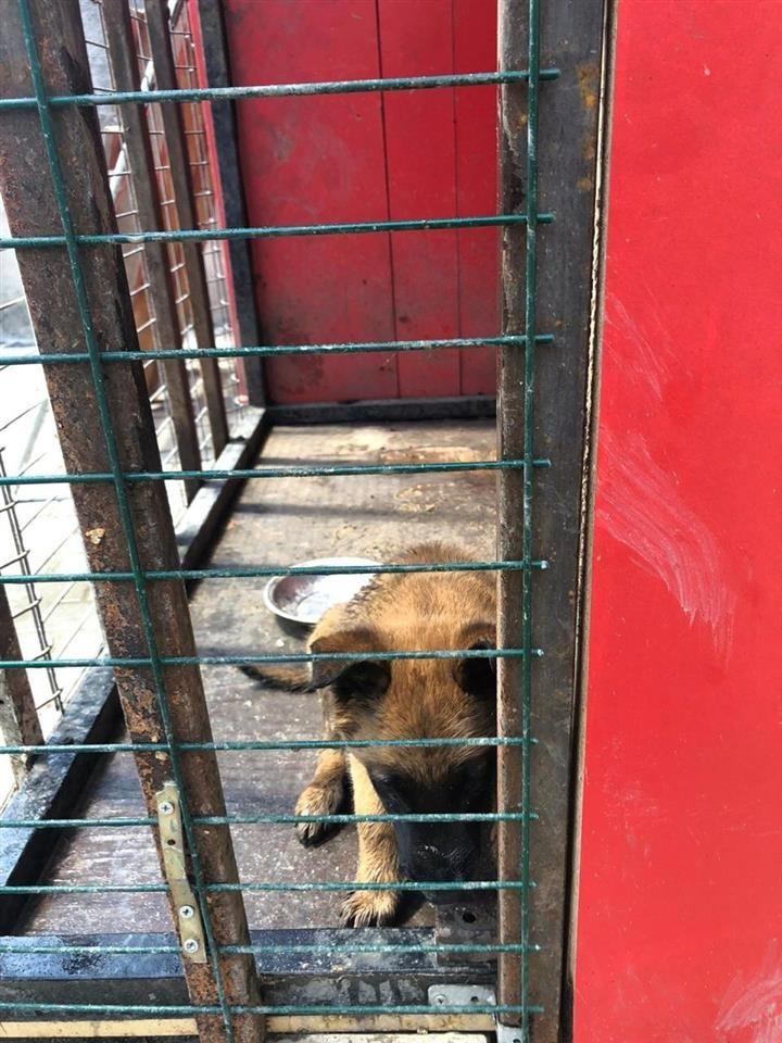 Shitet-Malinois