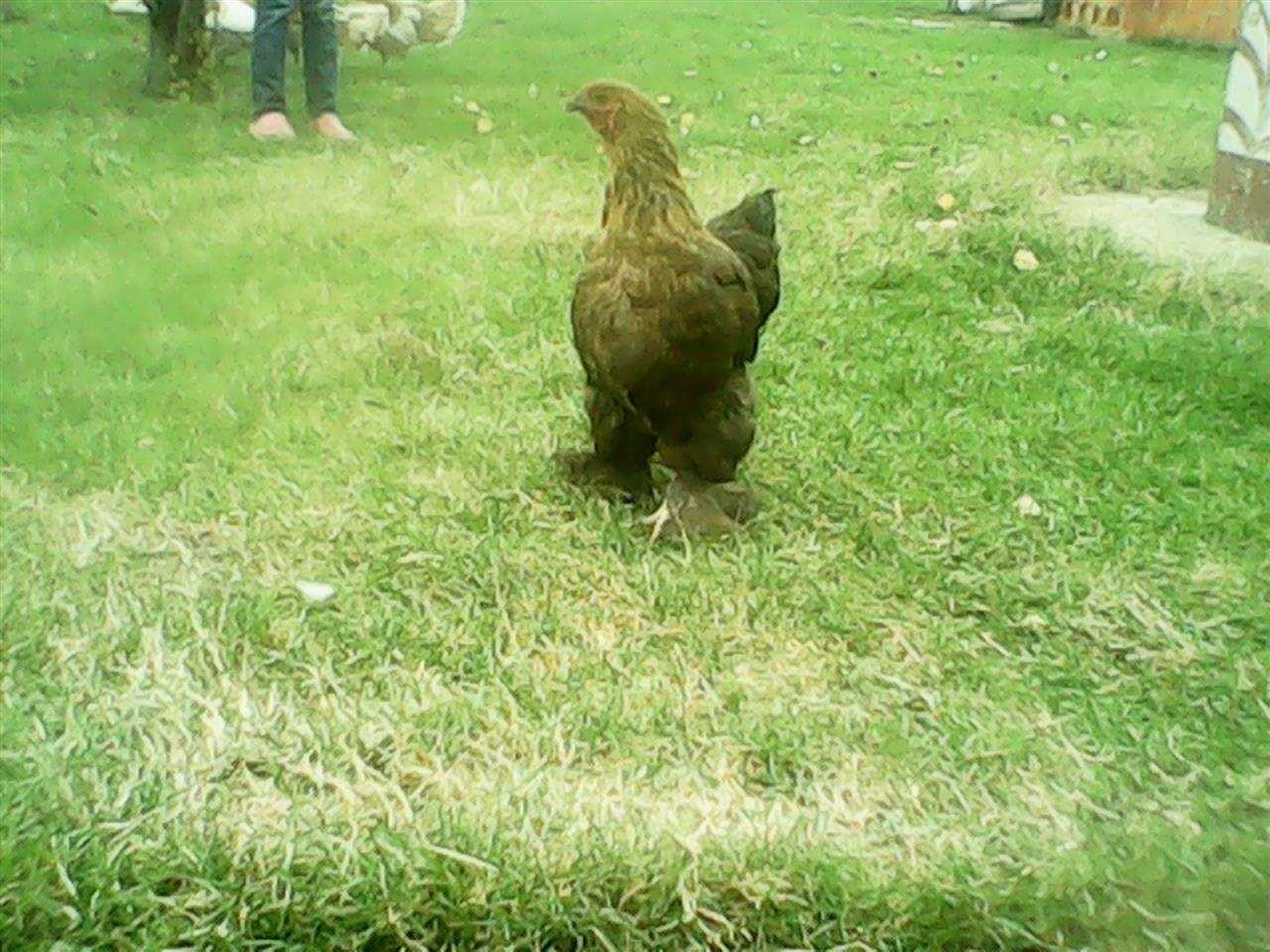 Brahma