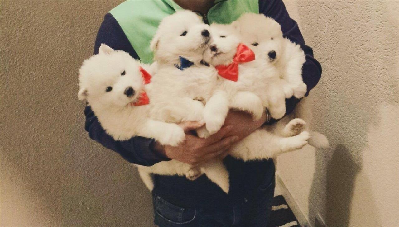 Samoyed