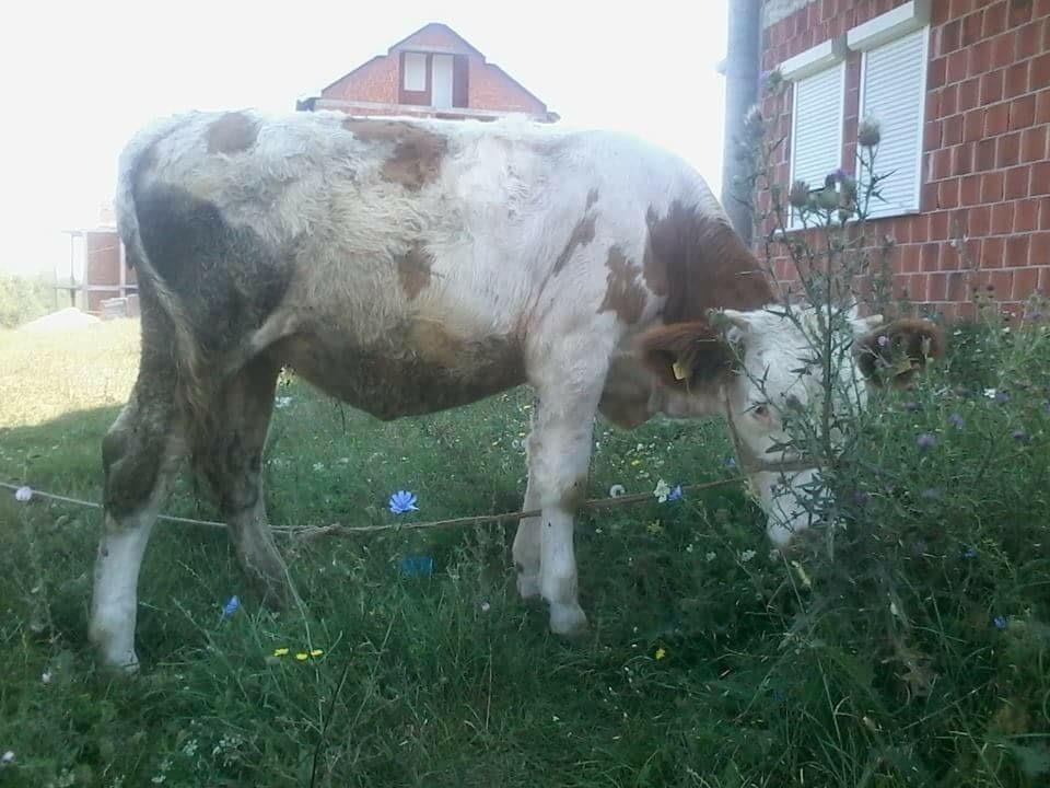 Mshtjerren-