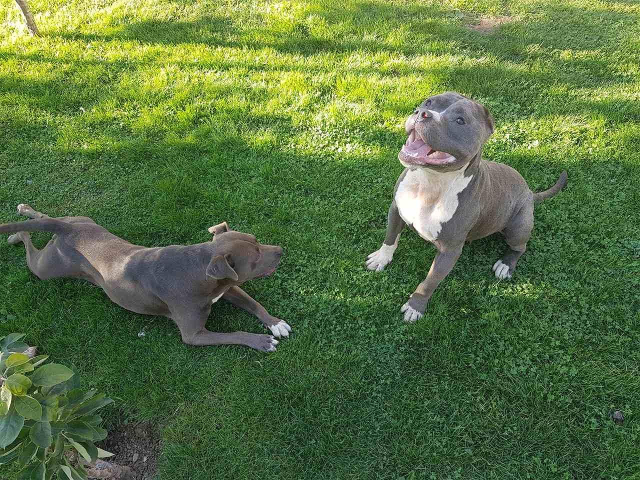Pitbull