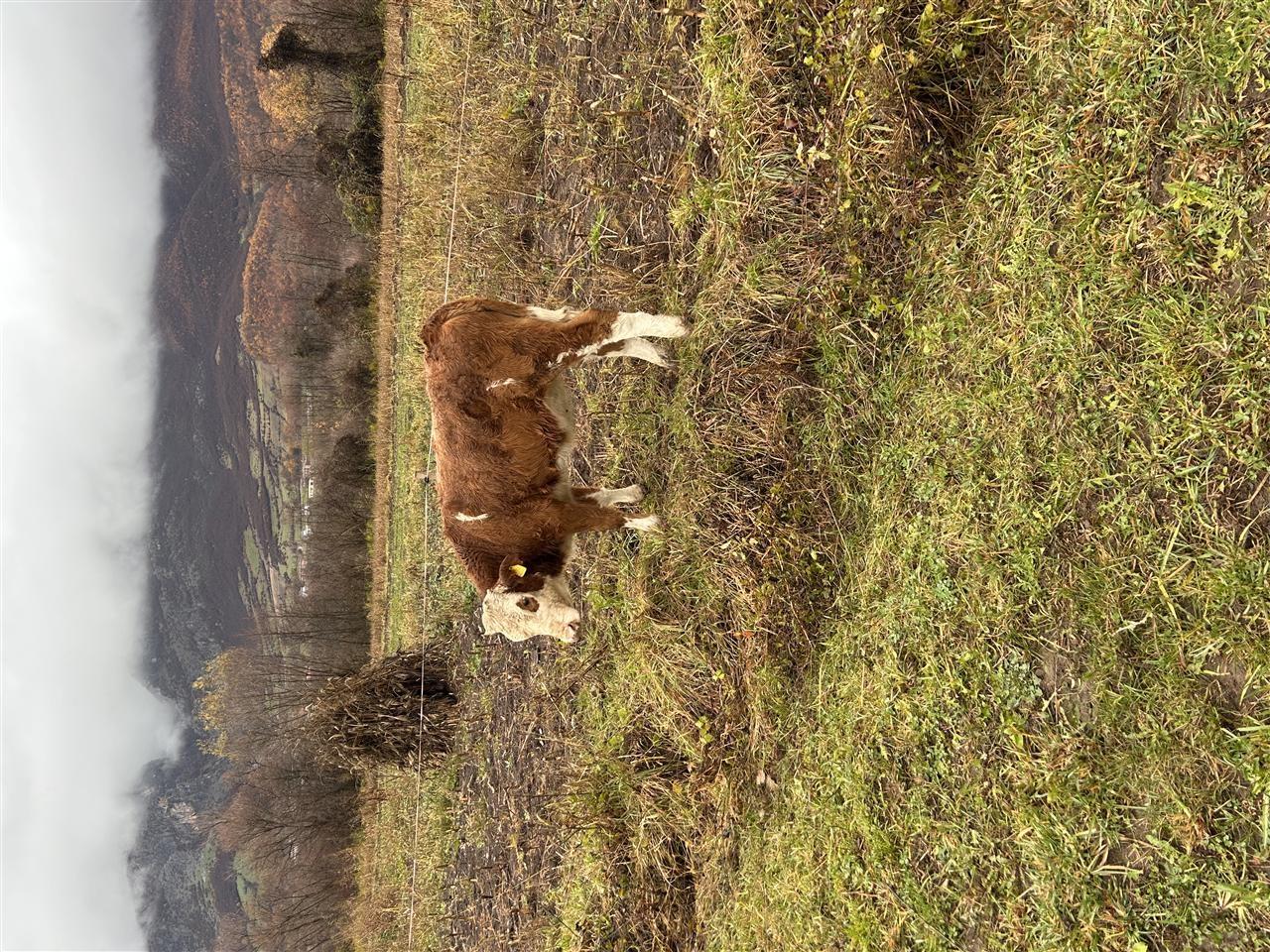mshtjerra
