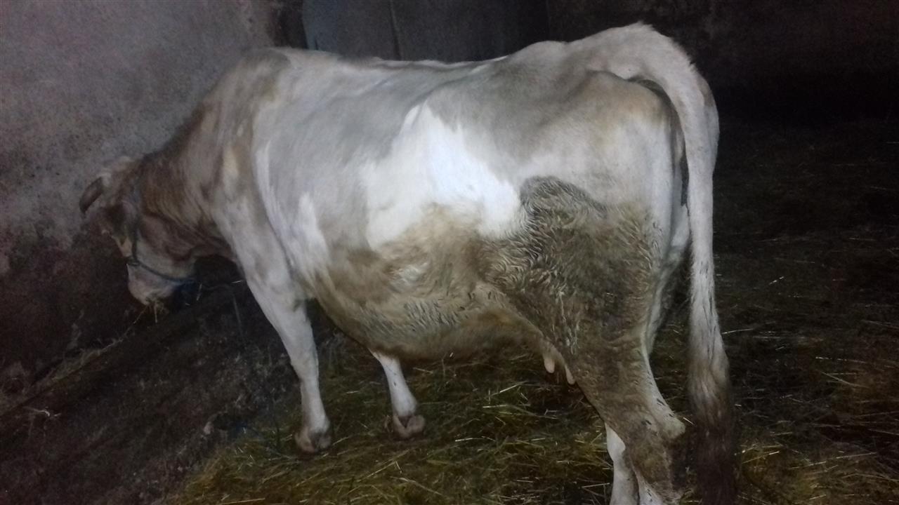 Lopa