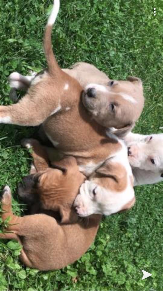 Pitbull-