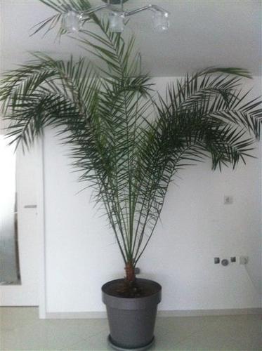 Palmë