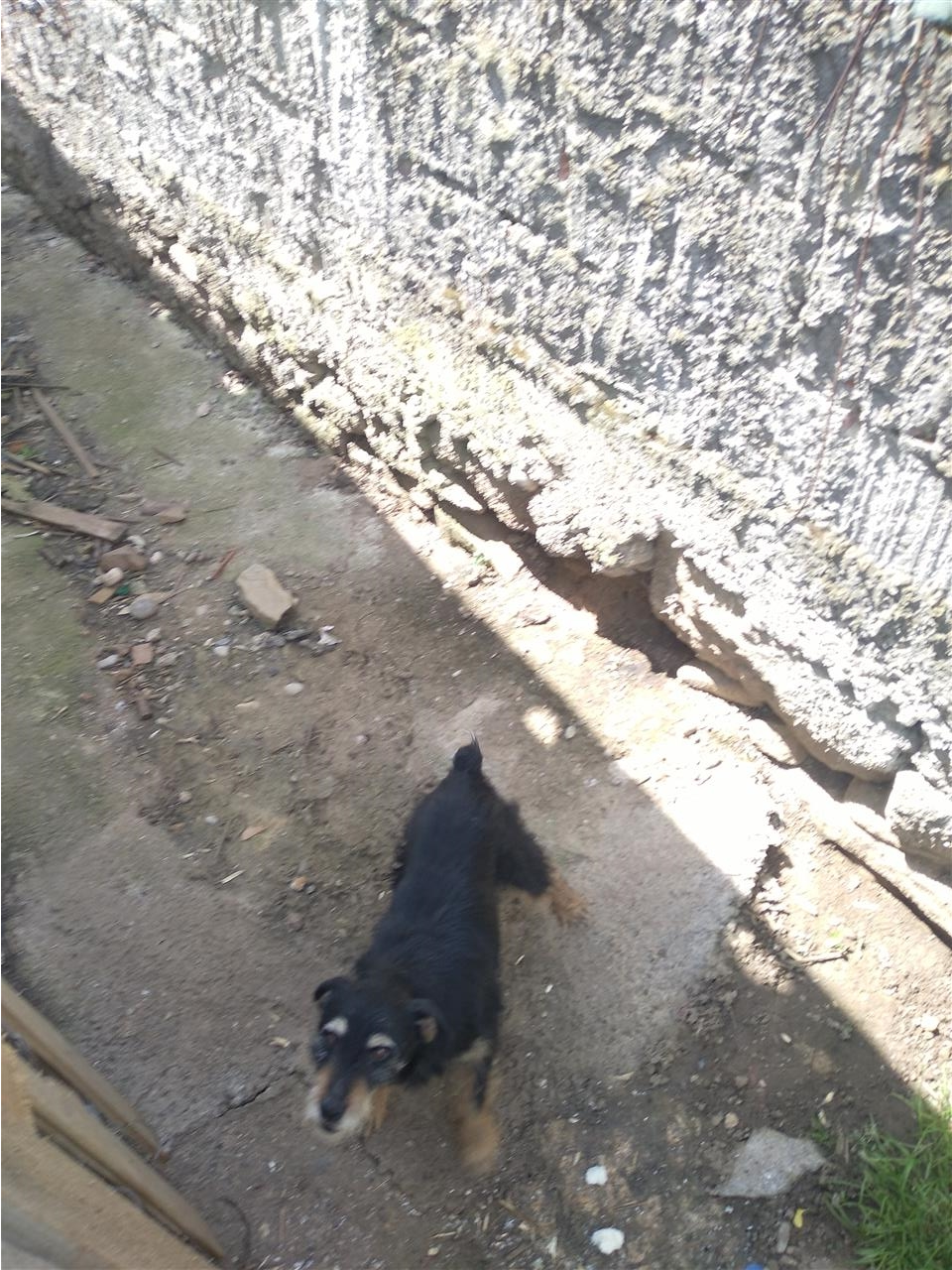 Terrier