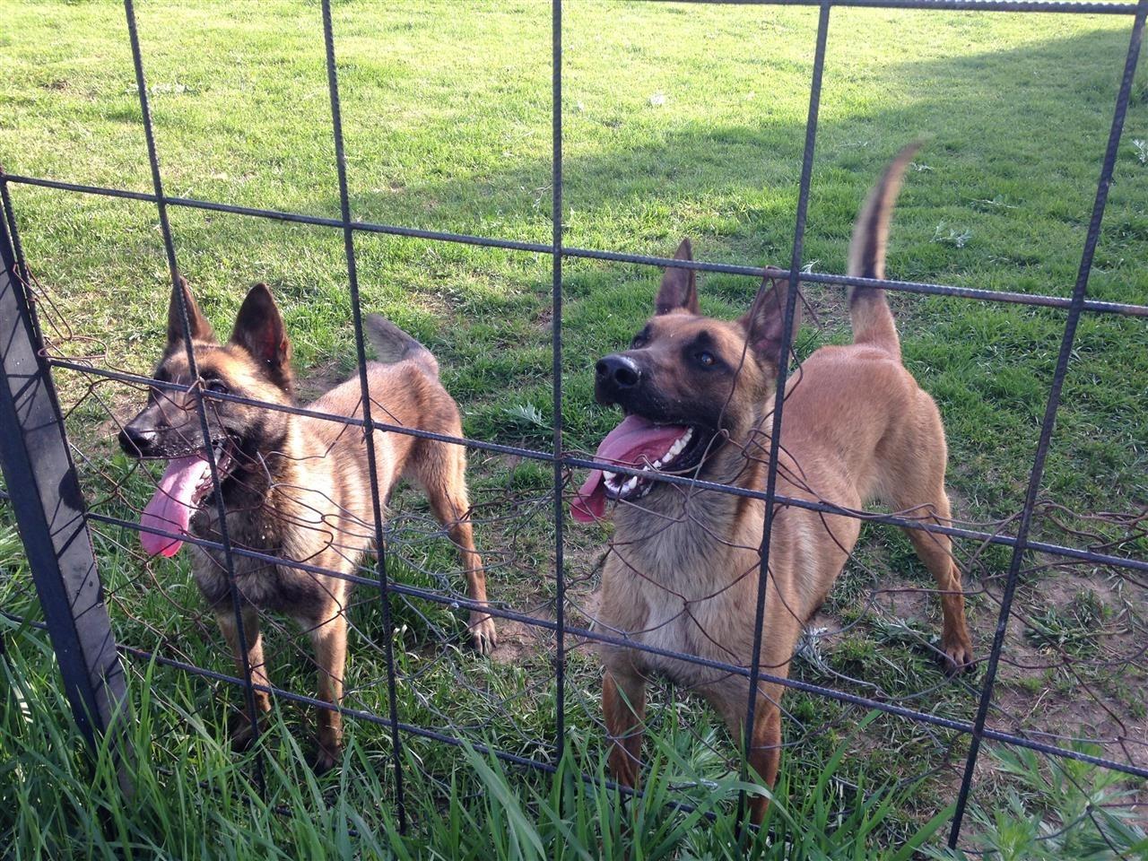 Belgian-Malinois-100-