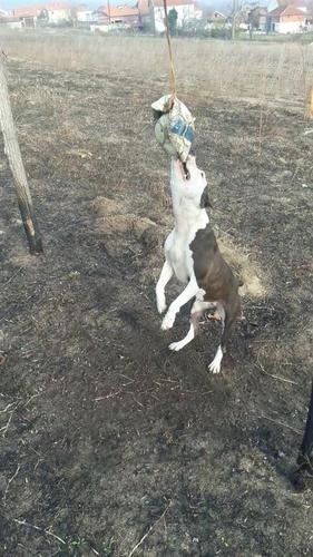 Pitbull