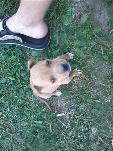 Pitbull
