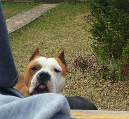 pitbull 