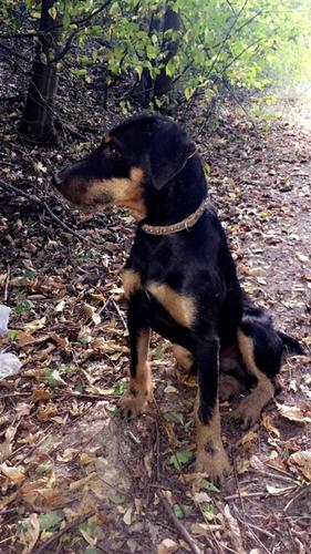 Terrier