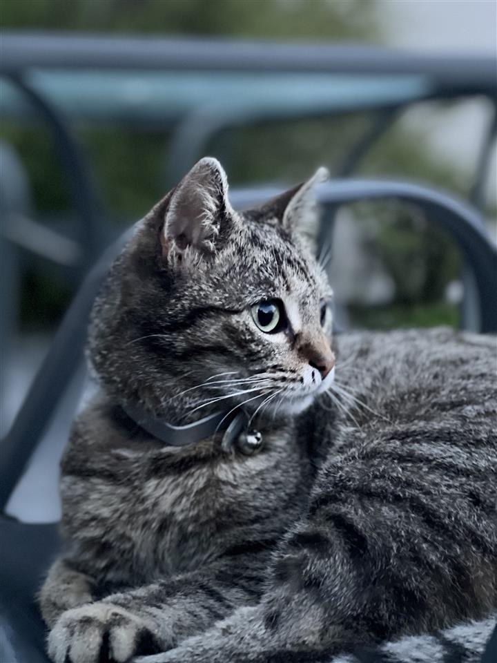 Adoptim-kotelesh-