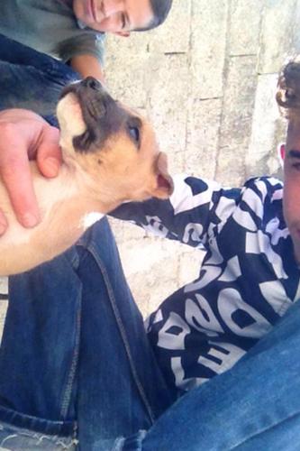 Pitbull 