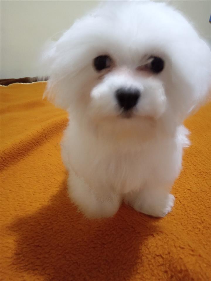 Maltezer