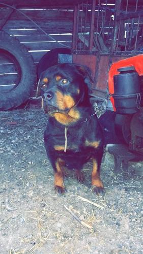 Shitet Rottweileri  