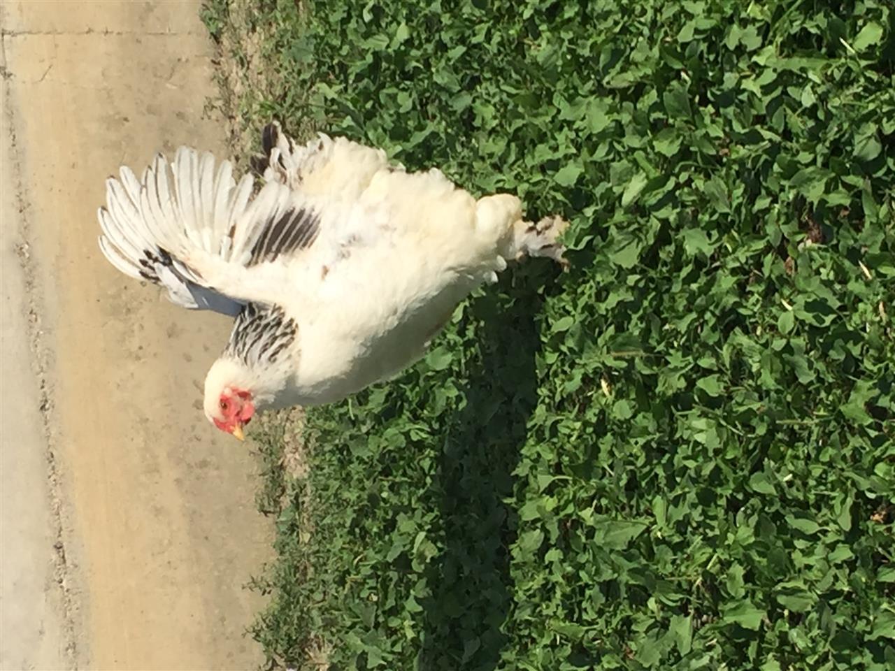 Brahma