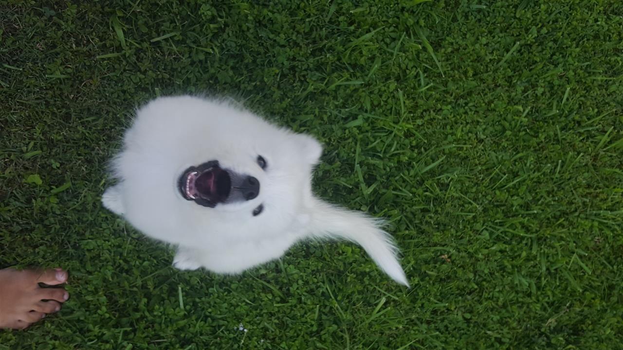 Samoyed-Samojed